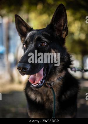 Un primo piano verticale di un adorabile cane pastore tedesco Foto Stock