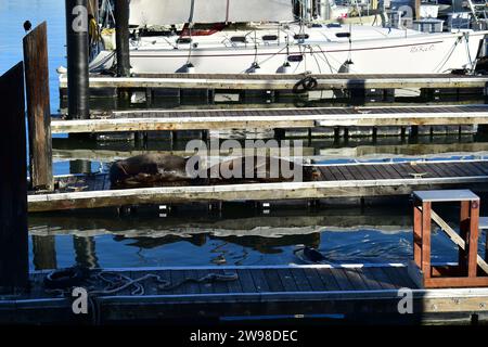 Leoni marini che riposano alla luce del sole su un molo al Molo 39 nel centro di San Francisco Foto Stock