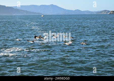 Uno stormo di pellicani bianchi che volano in basso sulle acque blu della Baia di San Francisco Foto Stock