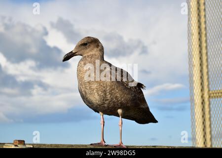 Un giovane gabbiano marrone in piedi sul corrimano di legno della passerella al Molo 39 nel centro di San Francisco Foto Stock