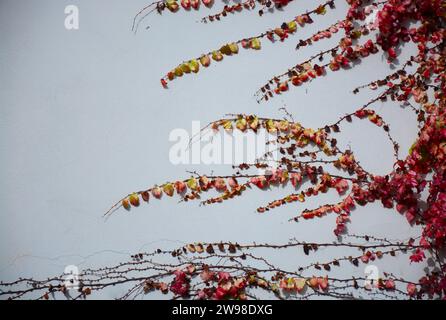 Un'immagine vibrante del fogliame autunnale con una vibrante serie di foglie rosse che sono cadute dai loro steli e sparse per terra Foto Stock