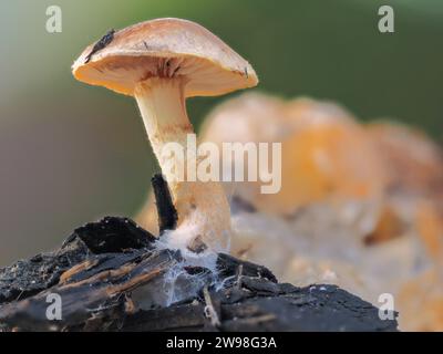 Un primo piano di un piccolo fungo isolato che cresce su un pezzo di legno in decomposizione. Foto Stock