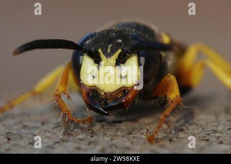 Il facciale feroce naturale ha chiuso sul lupo europeo, Philanthus triangulum un predatore sulle api da miele Foto Stock