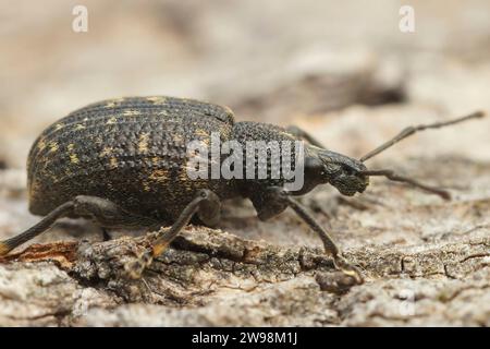 Primo piano naturale e dettagliato sulla vite nera weevil, Otiorhynchus sulcatus seduto su legno Foto Stock