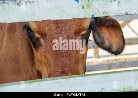 Mucca nel corral di una fattoria a Rio de Janeiro, Brasile. Foto Stock
