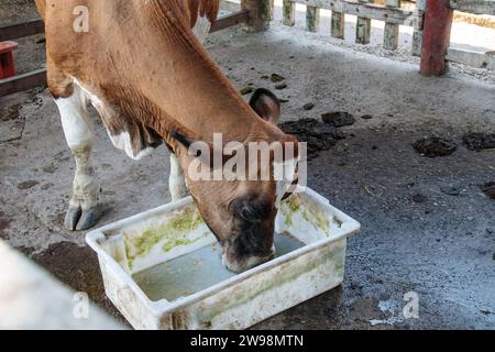Mucca nel corral di una fattoria a Rio de Janeiro, Brasile. Foto Stock