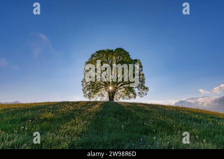Tiglio di pace (Tilia) sul Wittelsbacher Hoehe, 881m, Illertal, Allgaeu, Baviera, Germania Foto Stock