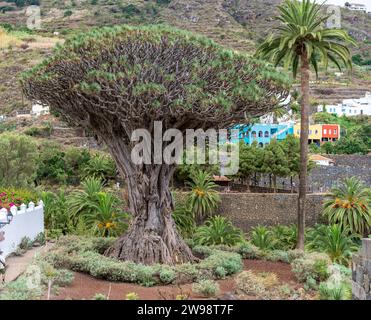 Famoso albero di drago (El Drago Milenario) - Icod de los Vinos, Tenerife, Isole Canarie, Spagna Foto Stock