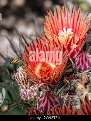 Fiore di cactus del pescuncino - Ferocactus wislizenii fiorito, conosciuto anche come botte di pesce, fioriture di cactus, fiori del giardino del deserto, giardino botanico del deserto Foto Stock