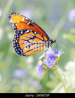 Regina farfalla Danaus gilippus che si nutrono di nettare di fiori da giardino - Müllerian imita l'arancio Monarch, noto anche come insetto mimico - dettaglio alare esteso proboscis Foto Stock