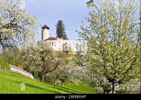 Svizzera, Arlesheim, Baselland, Canton Baselland, Baselbiet, Birseck, villaggio di Arlesheim, primavera, fiori di ciliegio, castello di Birseck Foto Stock