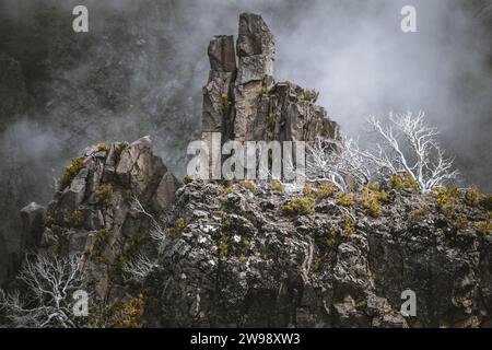 Una vista panoramica degli alberi bianchi sulle rocce nel sentiero Pico Ruivo sull'isola di Madeira, Portogallo Foto Stock