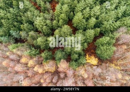 Una vista aerea del fitto paesaggio boschivo verde con pini Foto Stock