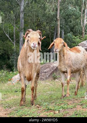 Due capre dalla pelliccia marrone che si trovano in una lussureggiante area erbosa circondata da alberi in una zona boschiva Foto Stock