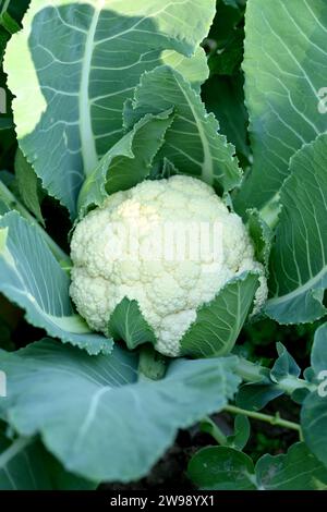 ravvicinare la pianta di cavolfiore verde maturo con fiori bianchi che crescono nell'azienda fondo marrone verde naturale. Foto Stock