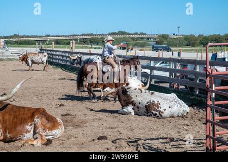 Fort Worth, Texas - 5 novembre 2023: cowboy che guida mucche longhorn al cancello dei magazzini di Fort Worth, Texas, Stati Uniti Foto Stock