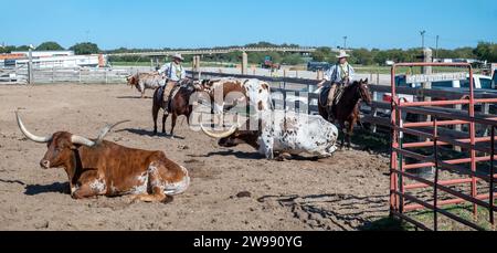 Fort Worth, Texas - 5 novembre 2023: cowboy che guida mucche longhorn al cancello dei magazzini di Fort Worth, Texas, Stati Uniti Foto Stock