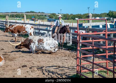 Fort Worth, Texas - 5 novembre 2023: cowboy che guida mucche longhorn al cancello dei magazzini di Fort Worth, Texas, Stati Uniti Foto Stock