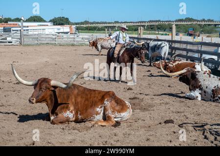 Fort Worth, Texas - 5 novembre 2023: cowboy che guida mucche longhorn al cancello dei magazzini di Fort Worth, Texas, Stati Uniti Foto Stock