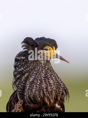 Un ritratto ravvicinato del maschio Ruff (Philomachus pugnax) nell'elegante esposizione e dominante piumaggio scuro nel sito di lekking nel prato costiero in Estonia Foto Stock