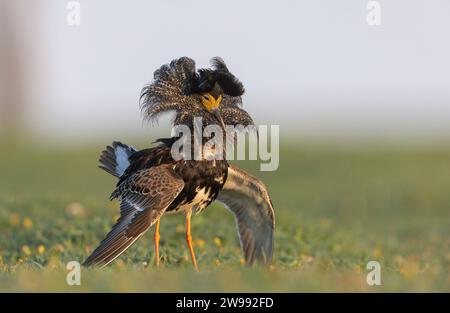 Un ritratto ravvicinato del maschio Ruff (Philomachus pugnax) nell'elegante esposizione e dominante piumaggio scuro nel sito di lekking nel prato costiero in Estonia Foto Stock