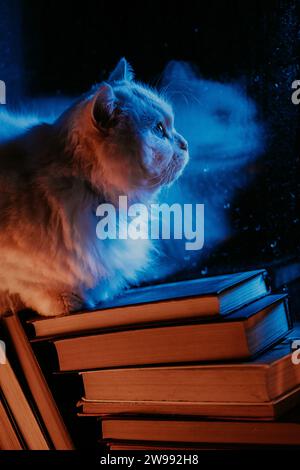Gatto bianco soffice riposa in cima a una pila di libri di carta, pioggia notturna nella finestra, autunno Foto Stock