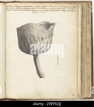 Fungo giavanese, Jan Brandes, 1785 disegno a colori di una crescita del disegnatore trovato su Java sotto forma di calice con manico. Con iscrizione. Parte del libro degli schizzi di Jan Brandes, dl. 2 (1808), pag. 105. Giornale di Giacarta. matita. acquerello pennello funghi Batavia Foto Stock