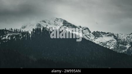Una vista panoramica dei pini sulle montagne innevate in una giornata nebbiosa Foto Stock