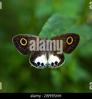 Una piccola farfalla bianca a quattro anelli marrone (Ypthima Ceylonica) arroccata su una foglia verde Foto Stock