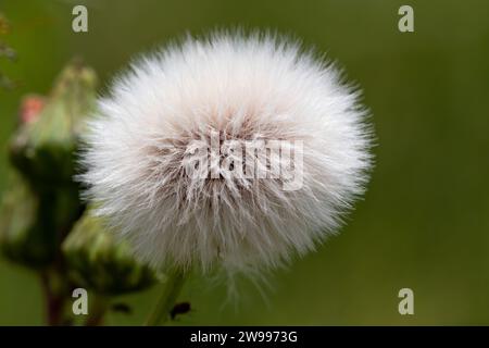 Urospermum picroides, semi di tarassino, bianco soffice immagine morbida Foto Stock