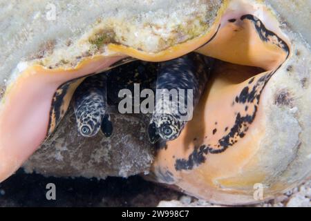 Occhi della Regina Conch, Strombus gigas, Florida Keys, Florida Foto Stock