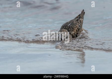 Un gabbiano in piedi in un corpo d'acqua poco profondo alla ricerca di cibo nella sabbia Foto Stock