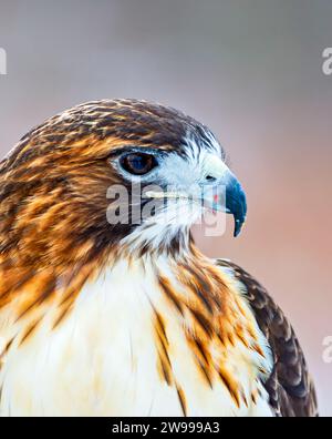 Primo piano del volto di un falco dalla coda rossa (Buteo jamaicensis). Foto Stock