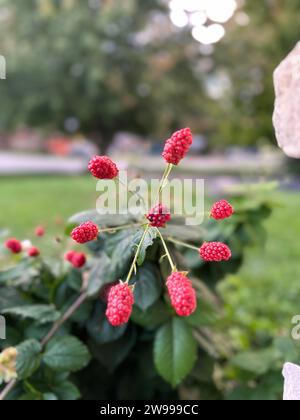 Un primo piano di un vibrante cespuglio di more rosse Foto Stock