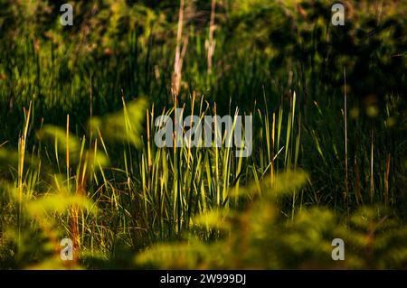 Una vista panoramica della lussureggiante vegetazione verde nel Parco Nazionale di Donana, Almonte, Huelva, Andalusia, Spagna Foto Stock