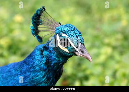 Un primo piano di un ritratto di pavone blu contro arbusti verdi Foto Stock