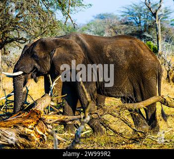 Un grande elefante in piedi in una foresta, in cima a una pila di tronchi appena tagliati Foto Stock