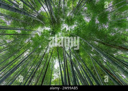 Una ripresa da basso di alberi di bambù nella piantagione di tè Boseong. Foto Stock