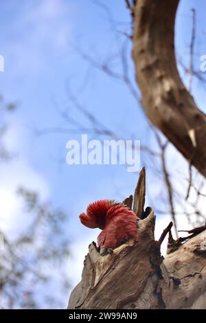 Una Galah rosa e grigia vibrante arroccata su un ramo Foto Stock