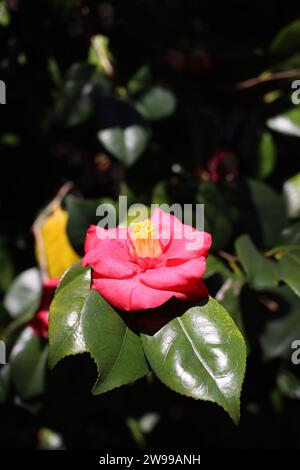 Un primo piano di un fiore di Camelia japonica tra lussureggianti foglie verdi Foto Stock