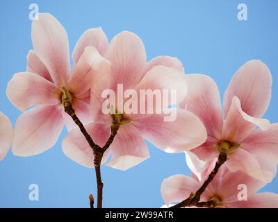 Un primo piano di fiori di magnolia rosa tenue su un ramo. Foto Stock