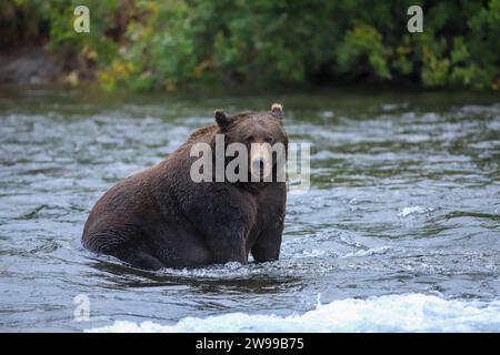 Grande orso bruno dell'Alaska seduto nel fiume nel parco nazionale di Katmai Foto Stock