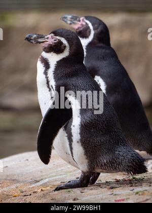 Un paio di pinguini Humboldt si trovano fianco a fianco su una superficie rocciosa. Francia Foto Stock