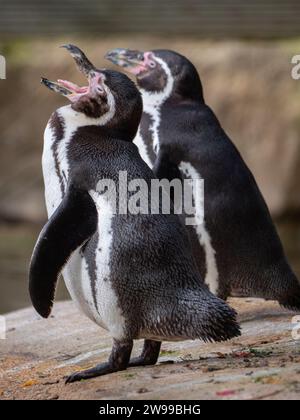 Un paio di pinguini Humboldt si trovano fianco a fianco su una superficie rocciosa. Francia Foto Stock