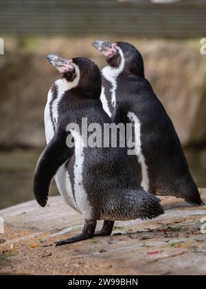 Un paio di pinguini Humboldt si trovano fianco a fianco su una superficie rocciosa. Francia Foto Stock