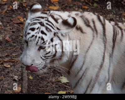 Un primo piano di una tigre bianca nello zoo. Francia Foto Stock
