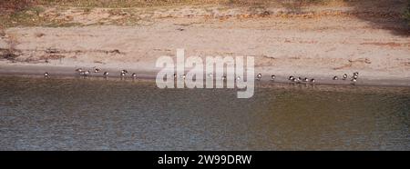 Un gregge di oche canadesi sulle rive del fiume Sacramento Foto Stock