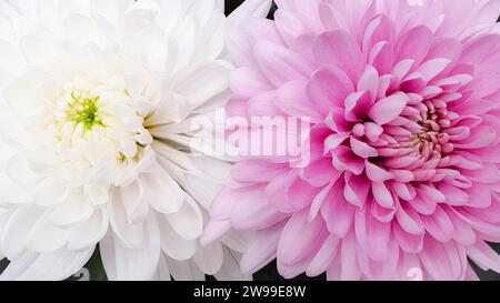 Un primo piano di due fiori bianchi e rosa in fiore fianco a fianco. Foto Stock