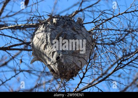 I calabroni nidificano in un albero nel Sequoyah National Wildlife Refuge Foto Stock