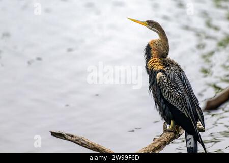 Un primo piano di un Oriental darter arroccato su un ramo di albero vicino al corpo d'acqua. Bharatpur, India Foto Stock